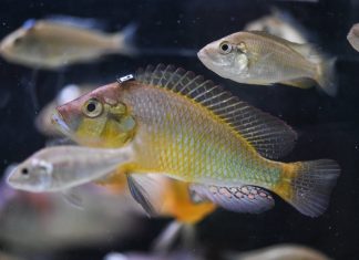 Ce poisson mange ses petits