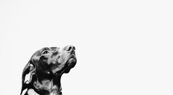 Conditionnement pavlovien : l’expérience des chiens d’Ivan Pavlov