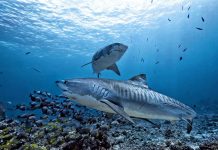 Dejeuner avec des carnivores : une plongee avec les requins aux Bahamas