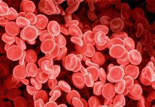 Des scientifiques effectuent les premieres transfusions de sang cultive en laboratoire