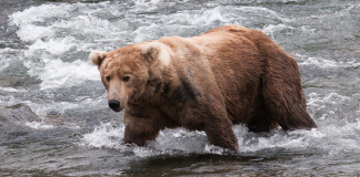 La semaine Fat Bear d’Alaska prouve que la conservation peut être joyeuse