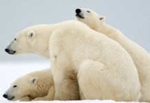 Les ours polaires, poussés sur terre par le changement climatique, ont leur propre radar