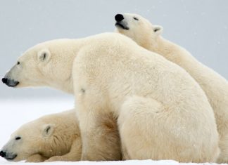 Les ours polaires, poussés sur terre par le changement climatique, ont leur propre radar