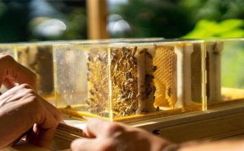 Neuf inventions captivantes devoilees au CES de cette annee