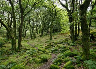 Trouble déficitaire de la nature : qu’est-ce que c’est et comment le surmonter